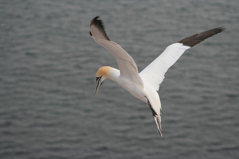 07DP-2008-014 Bild013.JPG
